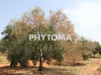Verticillium dahliae